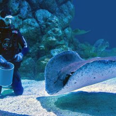Belek Diving