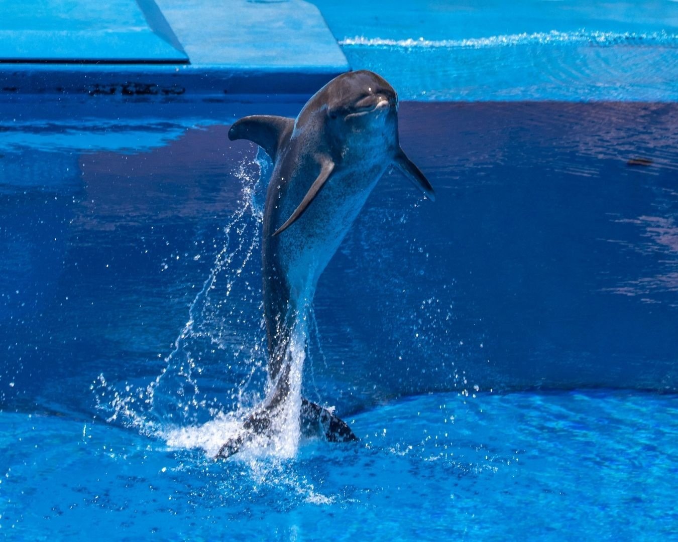 Dolphin Show