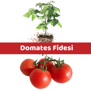 Domates Fidesi (1)