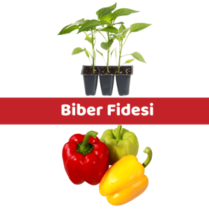biber-fidesi