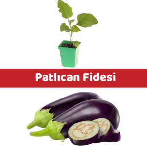 patlıcan-fidesi