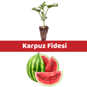 karpuz