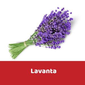 Lavanta
