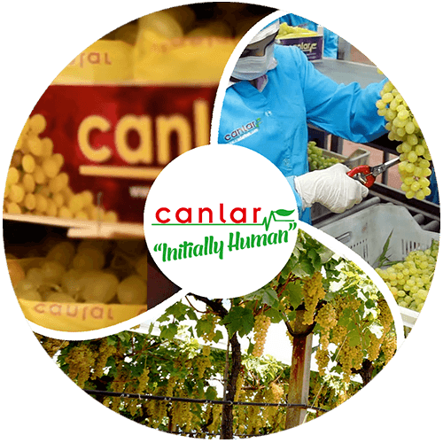 yaş-meyve-üzüm-ihracatı