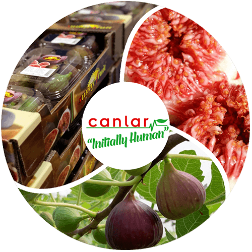 yaş-meyve-incir-ihracatı