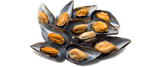 karışık boy toptan midye