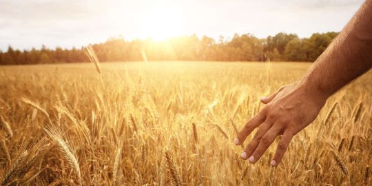 SAÇ EKİMİNDE AŞIRI TOPLAMA (OVERHARVESTING)