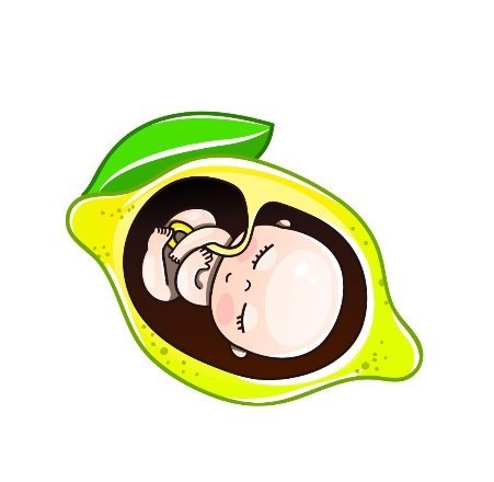 Week by Week Pregnancy 14 - 15 Weeks