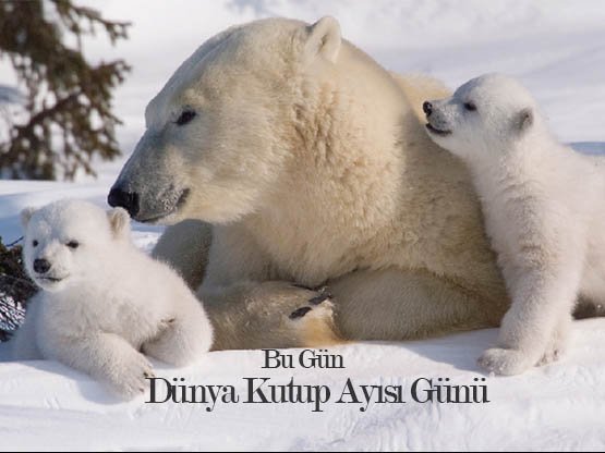 27 Şubat Dünya Kutup Ayısı Günü
