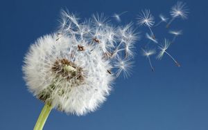 karahindiba1-720x450