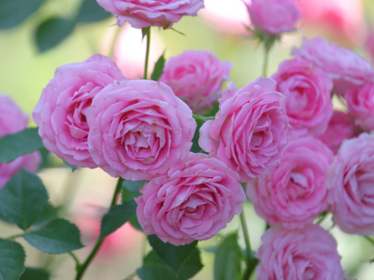 Isparta Rose Harvest Festival