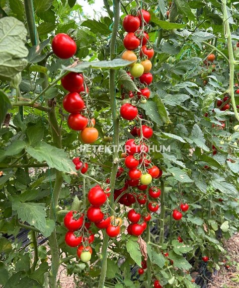 Yelpare 82 Domates Çeşidi