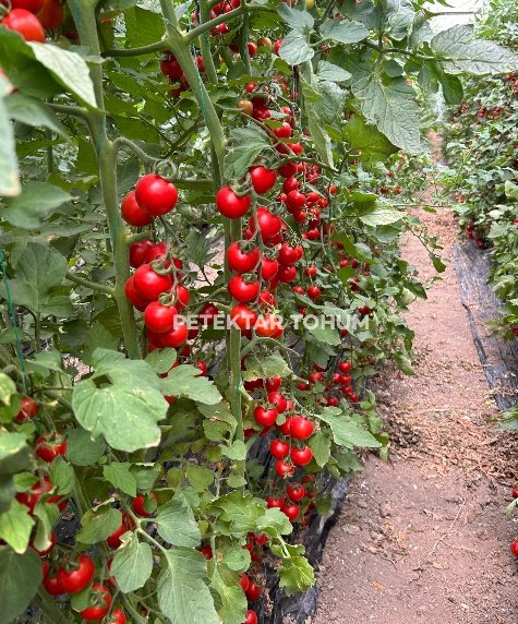 Yelpare 82 Domates Çeşidi