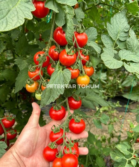 Yelpare 82 Domates Çeşidi