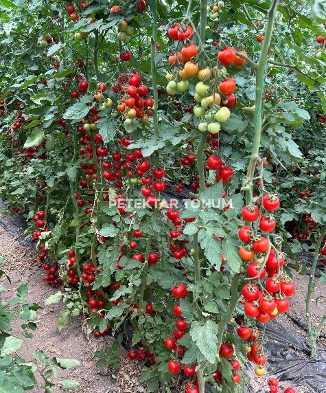 Yelpare 82 Domates Çeşidi