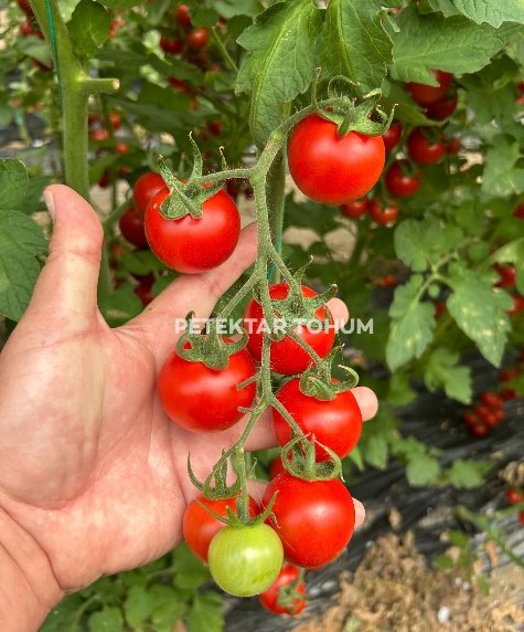 Yelpare 82 Domates Çeşidi