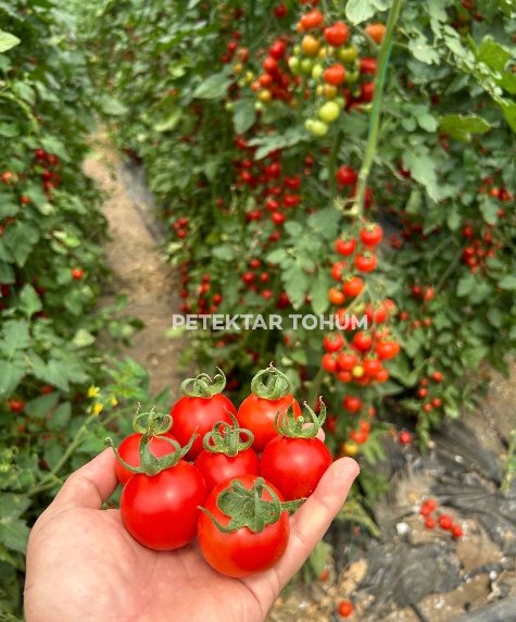 Yelpare 82 Domates Çeşidi