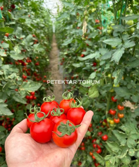 Yelpare 82 Domates Çeşidi