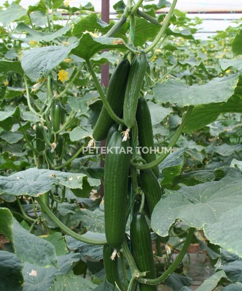 Arsu Hıyar Çeşidi