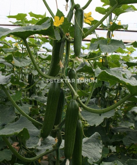 Arsu Hıyar Çeşidi