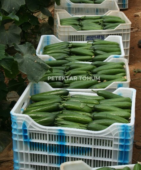 Arsu Hıyar Çeşidi