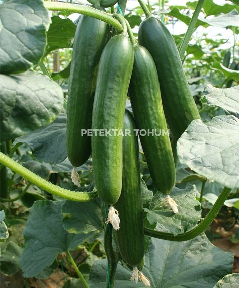 Arsu Hıyar Çeşidi