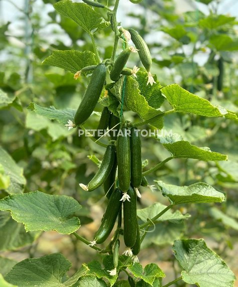 Petekçıtır Hıyar Çeşidi