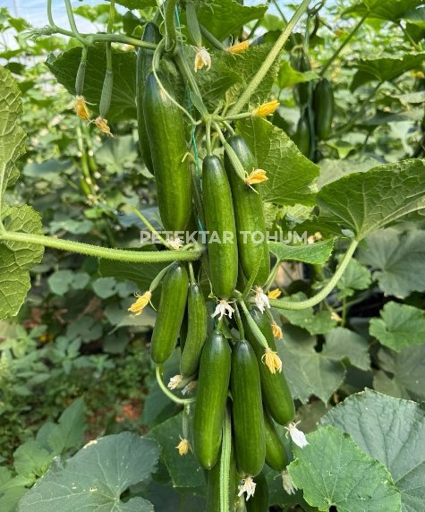 Petekçıtır Hıyar Çeşidi