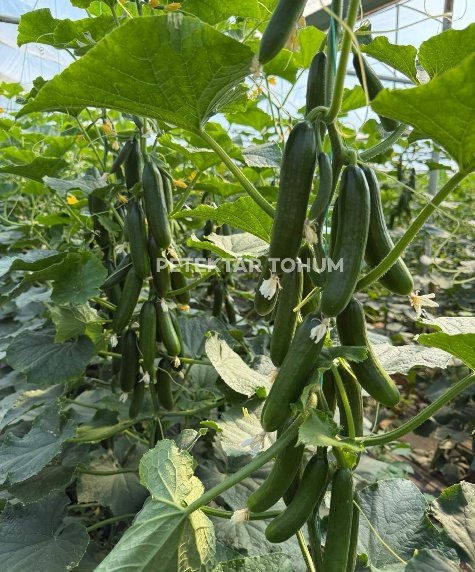 Petekçıtır Hıyar Çeşidi