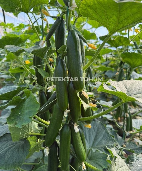 Petekçıtır Hıyar Çeşidi