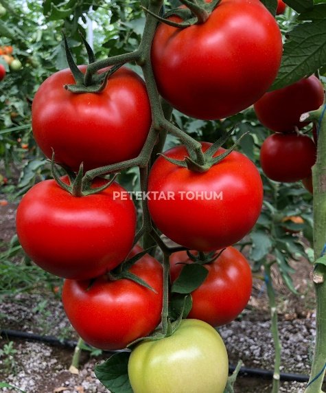 Sorti Domates Çeşidi