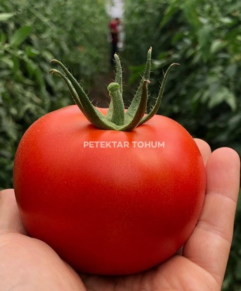 Sorti Domates Çeşidi