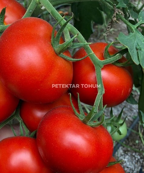 Sorti Domates Çeşidi