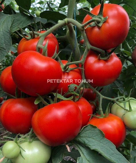 Sorti Domates Çeşidi