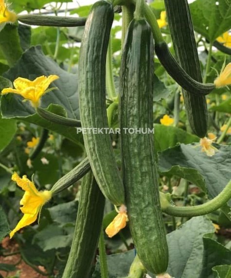 Sadıç Hıyar Çeşidi