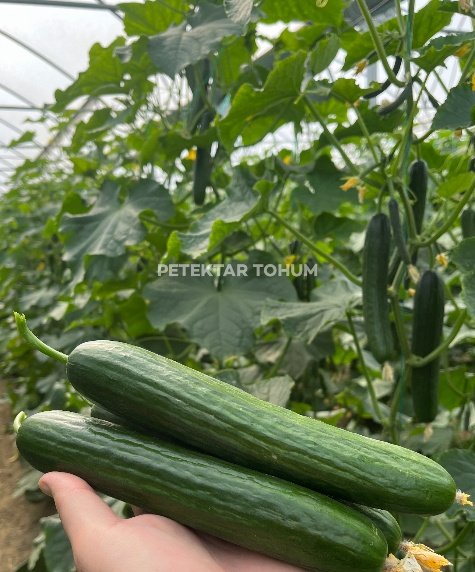 Sadıç Hıyar Çeşidi