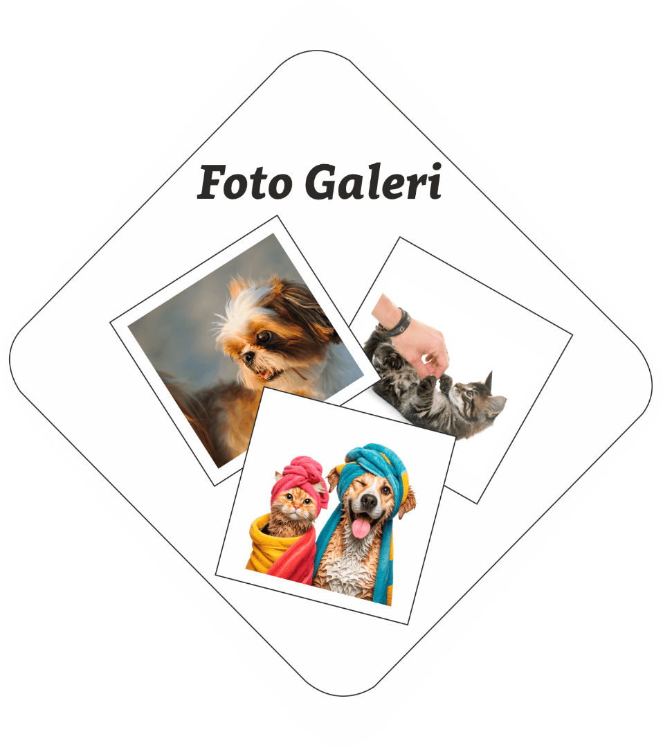 Foto Galeri