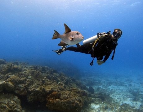 Kemer Tüplü Dalış (Scuba)