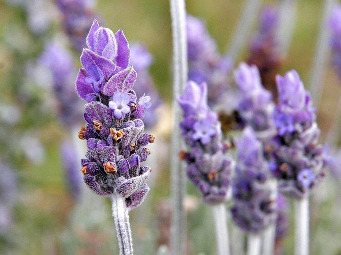 1200px-Single_lavendar_flower02