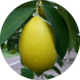 limon