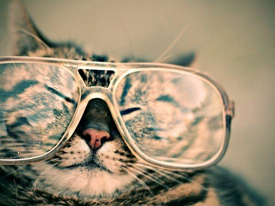 Kedilerde Göz Hastalıkları