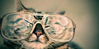 Kedilerde Göz Hastalıkları