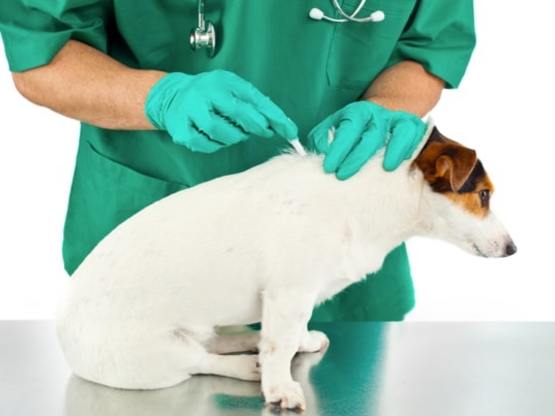 Mikro çip hakkında sorular