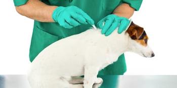 Mikro çip hakkında sorular