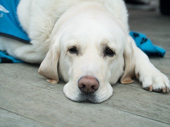 Köpeklerde Demodeks Uyuzu