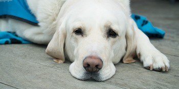 Köpeklerde Demodeks Uyuzu