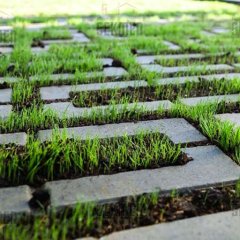 Naturalis Parke Taşı