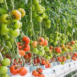 TOMATO GREENHOUSES