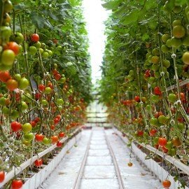 TOMATO GREENHOUSES