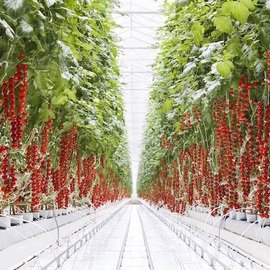 TOMATO GREENHOUSES